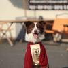 Warm Winter Fleece Pet Clothes for Large Breeds - Golden Retriever, Shepherd, Labrador, St. Bernard