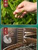 Jieying Green Tea Mount Huangshan Maofeng Canned 100g Mountain Original New Tea Spring Tea Drink by Yourself