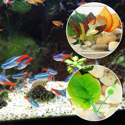 Peces y mascotas acuáticas – Decoración de peceras