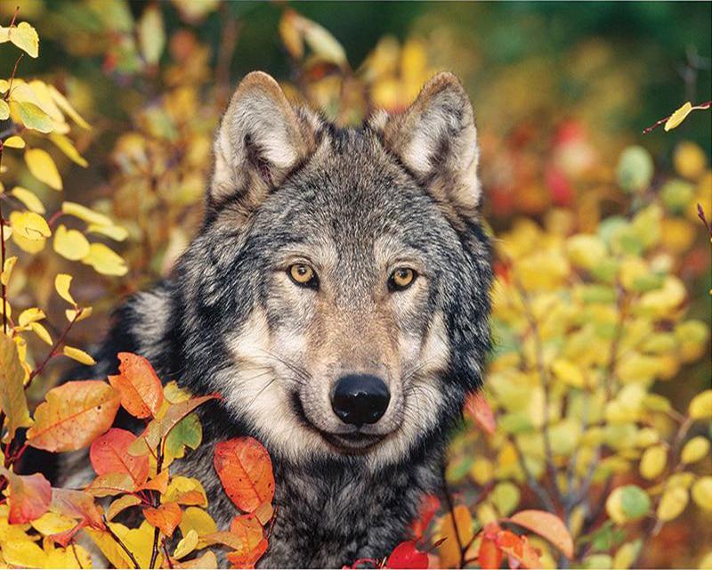 5D DIY Diamond Painting Animal Wolf Full Square/Round Diamond Embroidery Cross Stitch Mosaic Handmade Gift