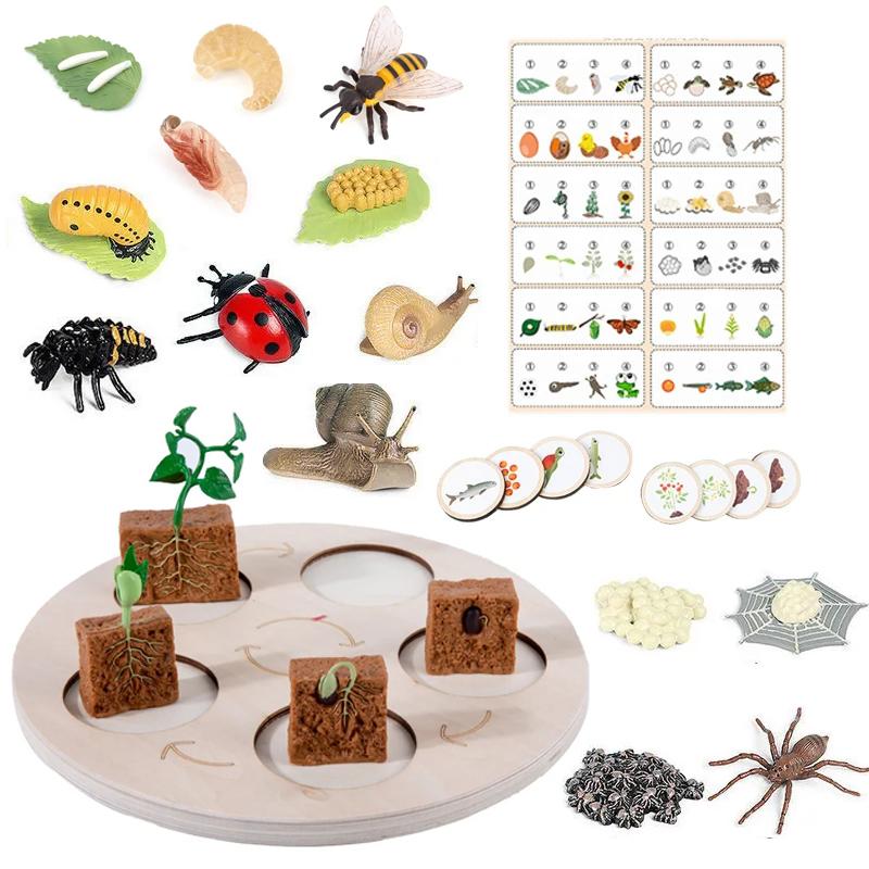 Interesting Toys Montessori Education Toy Animal Cognition Life Cycle Board Tray Growth Figures Life Cycle Sorting Teaching Aids Children Gift
