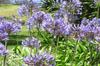 SAFLAX Africká lilie - 50 semen - Agapanthus orientalis
