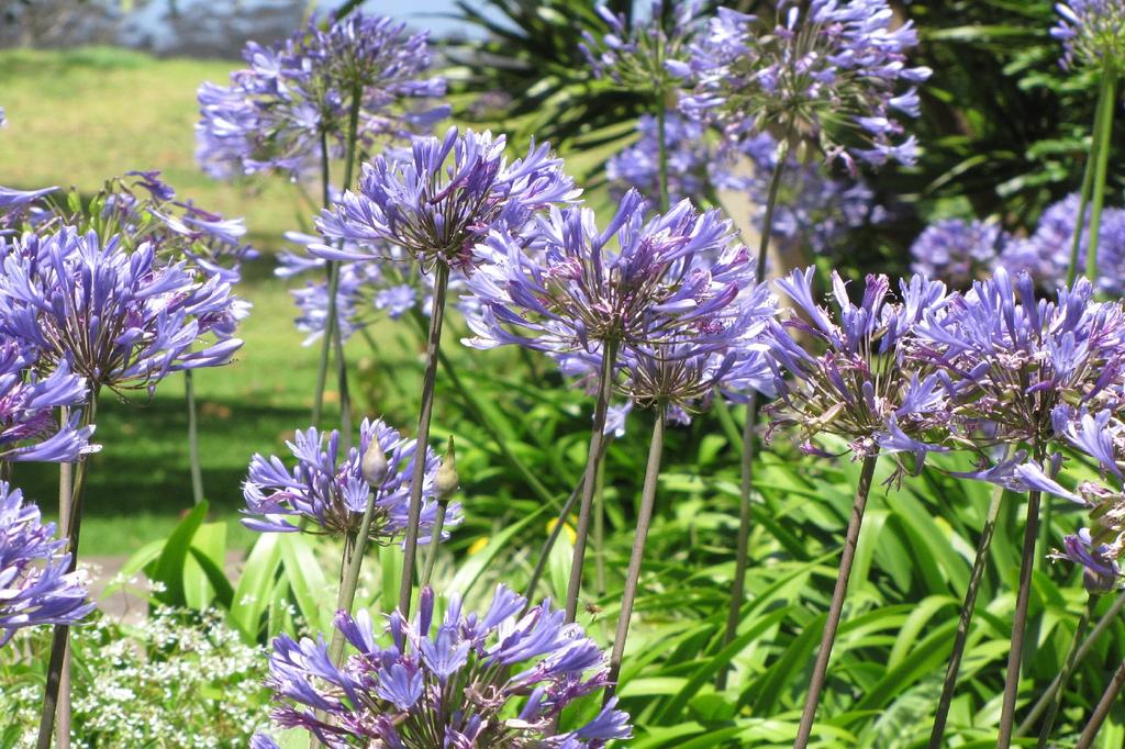 SAFLAX Africká lilie - 50 semen - Agapanthus orientalis