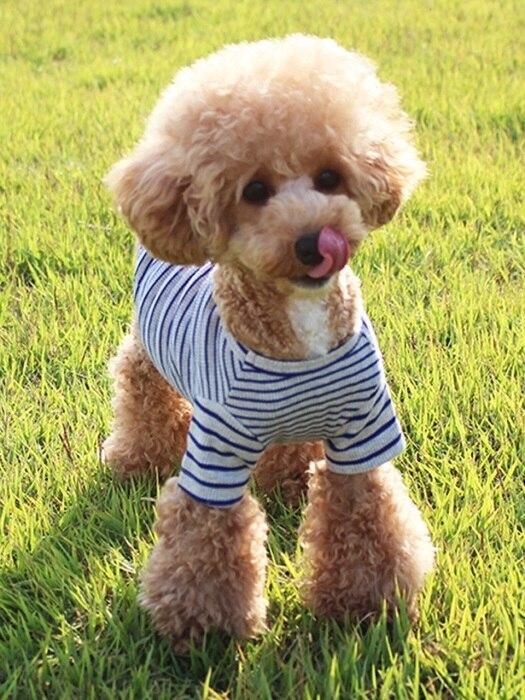 

GRAY CEREAL Gray Short Sleeve T-shirt - Blue M