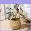 Planta Artificial Estilo Folha de Alocasia Odora com Cesta Artesanal Para Decoração de Casa