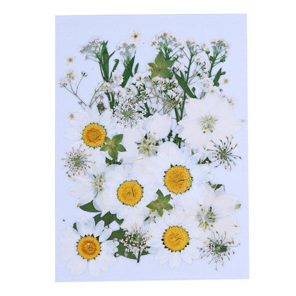 

Natural Artistic Handmade Crafts Embossed Plants Pressed Flowers Beautiful Ornament Household Decorative white floral