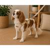 Dog Harness Lara Beige S 30-35cm 37-40cm