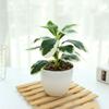 Lifelike Simulation Potted Plants Plastic Green Pot Plants Decoration  Outdoor Indoor Decoration