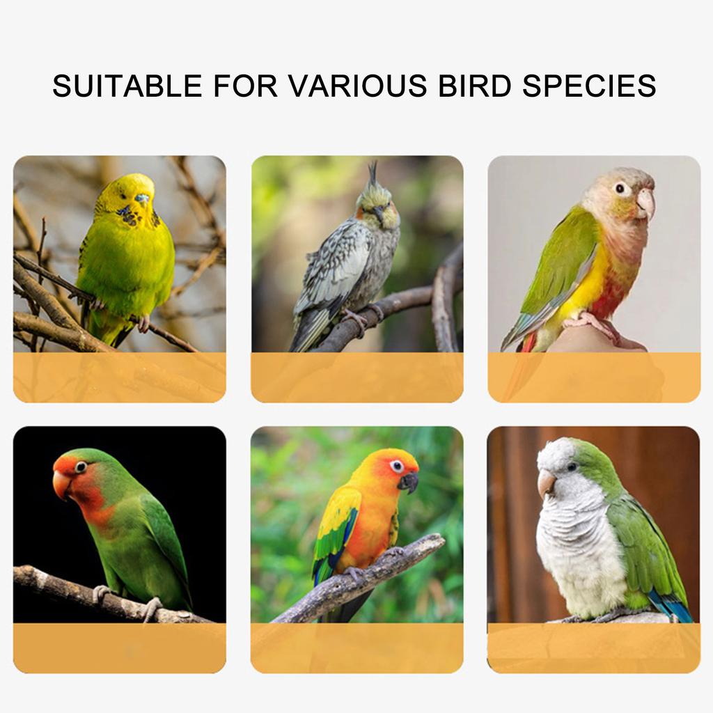 Stainless Steel Parrot Anklet Pet Bird Safety Harness Avian Adventure Gears for Safe Bird Handling