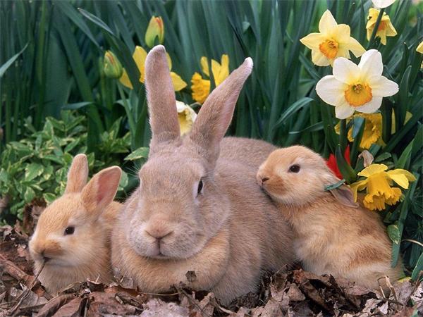 5D Diy Diamond Painting Mosaic Rabbit Daisy Full Square/Round Embroidery Animal Grass Home Decor