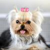 15Pcs Rainbow Ribbon Pet Bow Hair Bows Gradient Tone Gradient Ribbon Bow  Pet Hair Arrangement