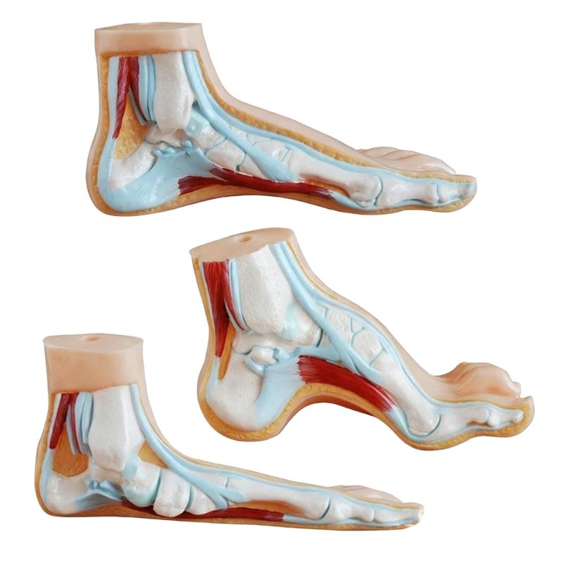 

3PCS Anatomical Foot Structure Models Life Size Foot Anatomy Models For Classroom Demonstration and Clinical Settings