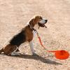Wasserdichte Hundeleine Lang Pvc Haustierleinen Leicht zu Reinigen Seil für Kleine Mittelgroße Große Hunde Spaziergang Training Leine 3m 5m10m 15m