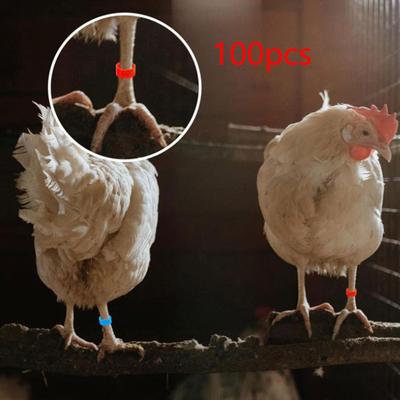 100x Pigeon Leg Bands Poultry Foot Rings with 6 Colors Accessories Bird Identification for