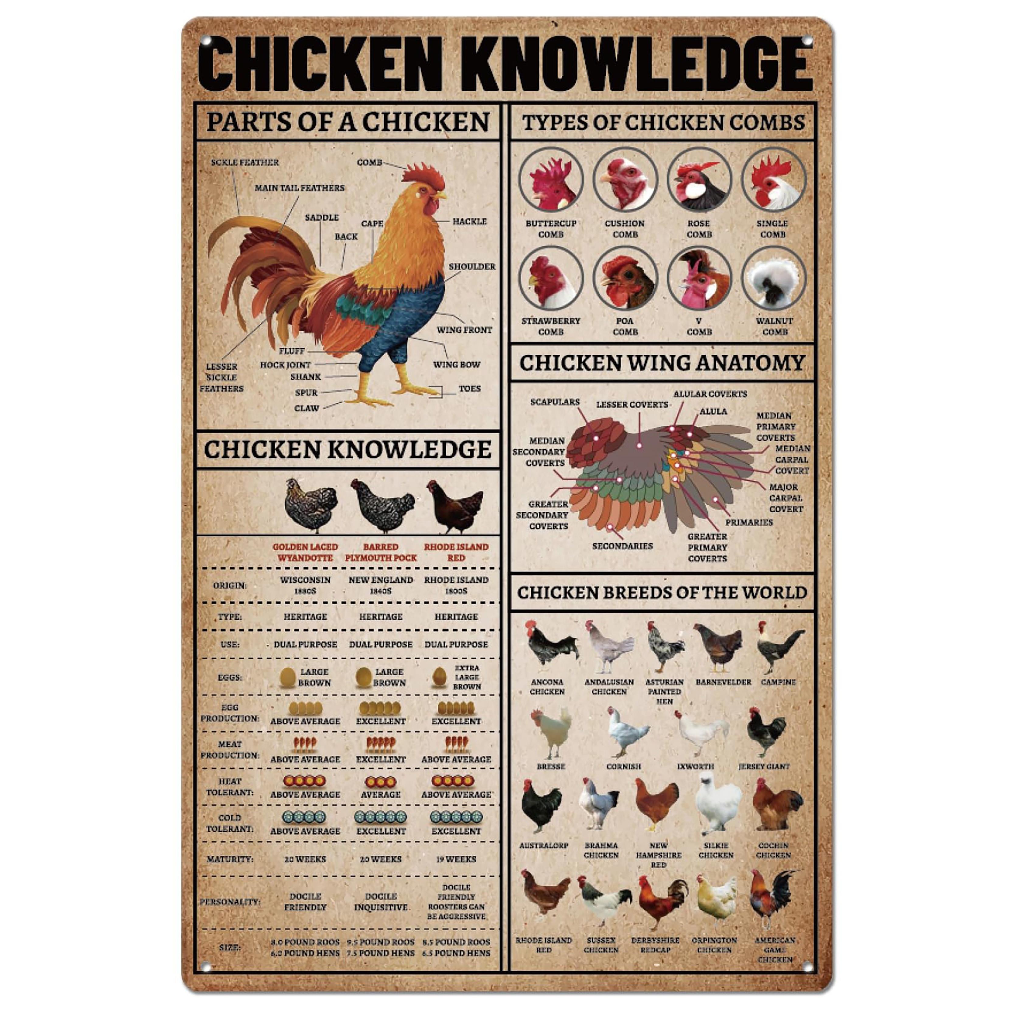 

Farm Chicken Knowledge Metal Tin Sign Rustic Wall Art Poster with Detailed Chicken Breeds Anatomy xcm Perfect for Hom 20x30cm（7.8x11.8inch）