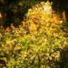 Solar-Powered LED Fairy Light Firecracker String Lights Firefly Lamp for DIY Wreath Bonsai Indoor Outdoor Christmas Garden Decor
