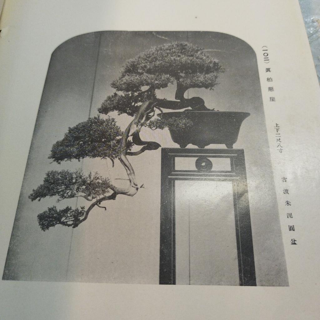 [USED] Antique Book Watanabe Family Bonsai Exhibition Catalog Japan Vintage Japan Store