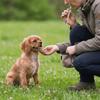 Adjustable Pet Training Whistle Portable Dog Recall Whistle Pet Training Supplies  Pet Recall