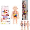 Kreatives Kinder Menschliches Organ Puzzle MINT-Lernset