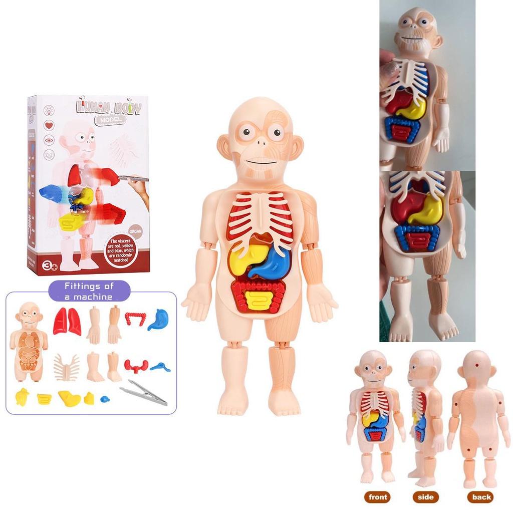 Kreatives Kinder Menschliches Organ Puzzle MINT-Lernset