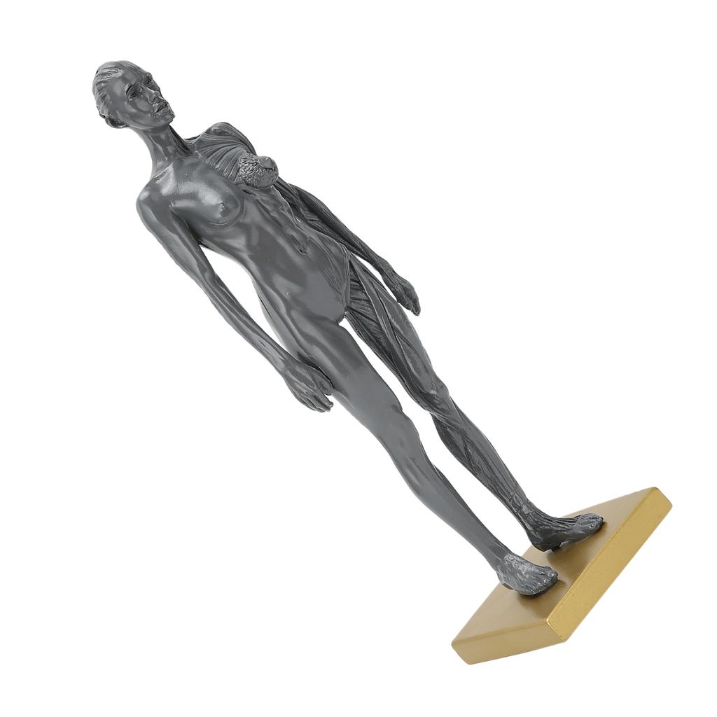 30cm Human Anatomical Model Female Musculoskeletal Structure Sculpture for Teaching