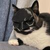 Cat Avenger Mask Bat Halloween 3D Printed Cosplay Hat Cat  Funny Toys Photos Props Pet Accessories