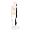 Human Skeleton Model 42cm Detachable Flexible Lightweight PVC Mini Teaching Skeleton Model