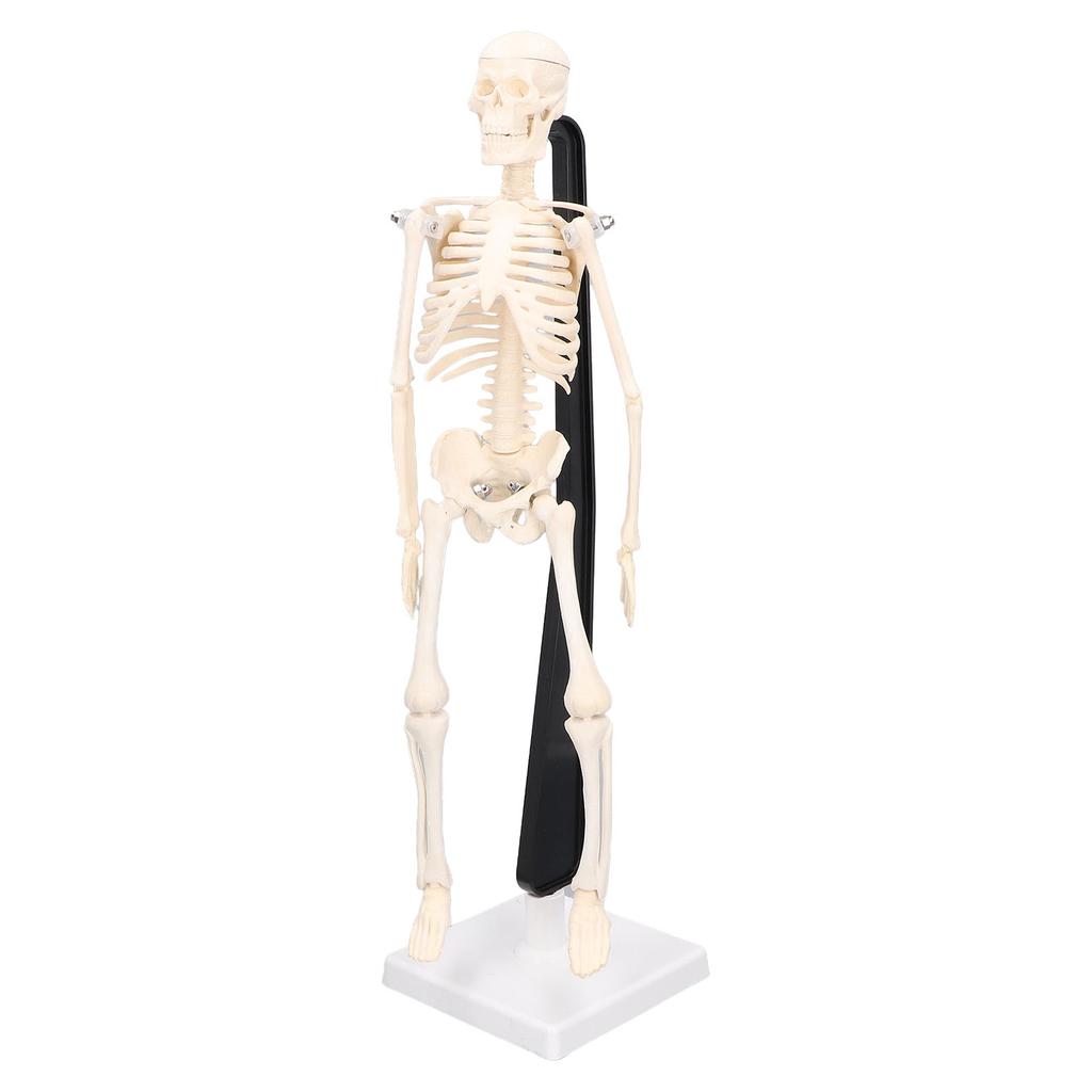 Human Skeleton Model 42cm Detachable Flexible Lightweight PVC Mini Teaching Skeleton Model