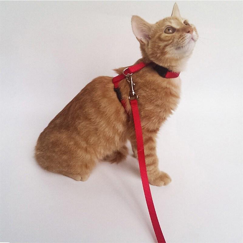 Haustier Traktion Harness Gürtel Katze Harness Leine Nylon Tiere Katze Kätzchen Halfter Kragen
