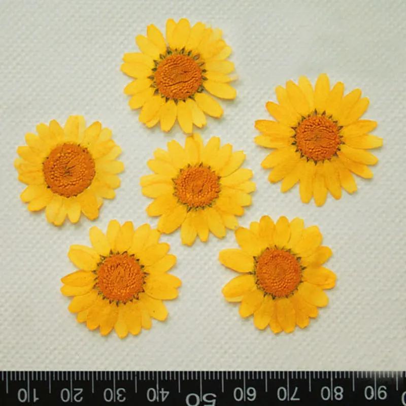 Pressed Flowers for Home Decoration, White Chrysanthemum, Bulk Packing, 1000PCs