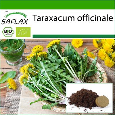 Organic - Dandelion - 400 Seeds - With Potting Substrate for Better Cultivation - Taraxacum Officinale