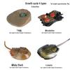 Frog Life Cycle Model Set: Tadpole to Frog Educational Toys for Kids