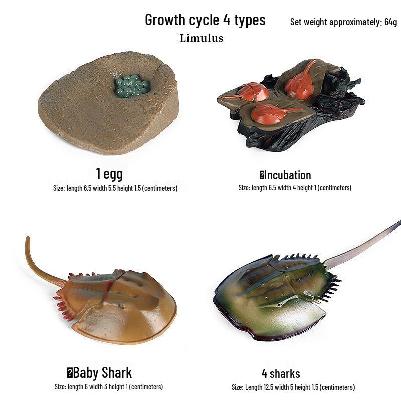 Frog Life Cycle Model Set: Tadpole to Frog Educational Toys for Kids