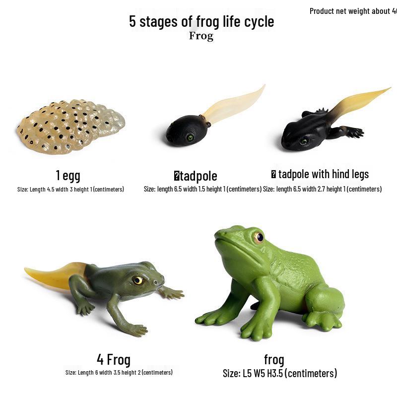 Frog Life Cycle Model Set: Tadpole to Frog Educational Toys for Kids
