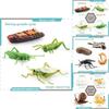 Insect Dragonflies Snails Life Cycle Model Pvc Educational Display For Science Learning