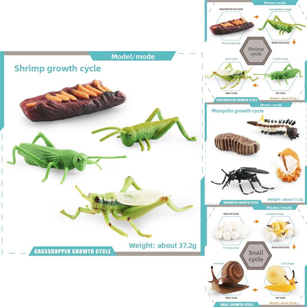 Insect Dragonflies Snails Life Cycle Model Pvc Educational Display For Science Learning