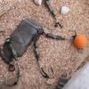 Carp Angling Ronnie Rig Wide Gape Hook with Leader and Antitangle Sleeve, Professional Carp Fishing Rig Wide Gape Hook