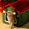 Christmas Cat House Washable Warm Furniture Christmas Cat House Winter Nest For Bedroom Living Room Balcony Playing Resting