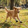 4PCS Breathable Pet Floor Socks Adjustable Dog Foot Covers Knitted Pet Knitted Socks  Outdoor Use