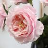 Real Touch Artificial Rose Flower 24.8" Long Stem Fake Rose Flower Realistic Big Bloom Rose Bouquet for Wedding Party Floral Arrangement Vase Decor