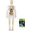 Anatomy Exploration Set With Removable Organs And Bone For Children STEM Education Visual Learning Tool Ages 5+