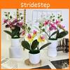 Artificial Phalaenopsis Flowers Decorative Plant For Home And Decoration Event