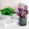 Eleganckie Półprzezroczyste Hydroponiczne Doniczki Ogrodowe z Efektywną Kontrolą Wilgoci Odpowiednie dla Sukulentów Bonsai