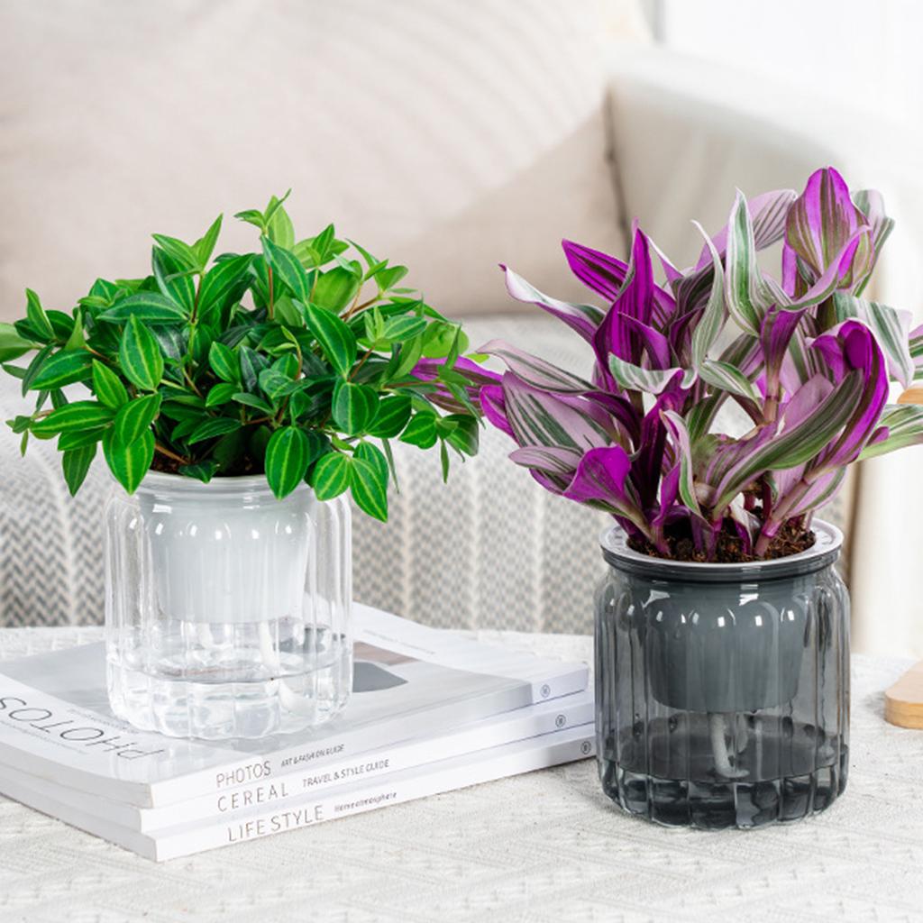 Ghivece hidroponice elegante, translucide, cu control eficient al umidității, potrivite pentru plante suculente și bonsai