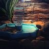 Reptile Feeders Waterer Automatic-refilling Turtle Water Dispenser Bottle Tortoise Food Water Bowl Feeding Dish for Lizards
