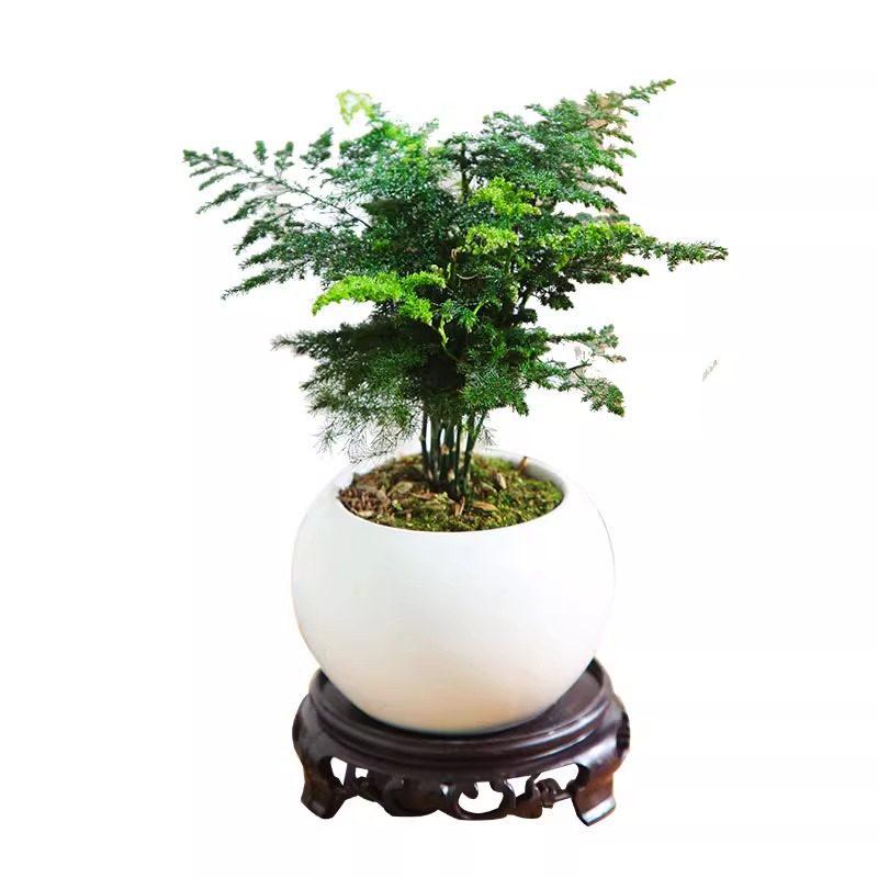 Asparagus Fern Hydroponic Bonsai for Indoor Decoration