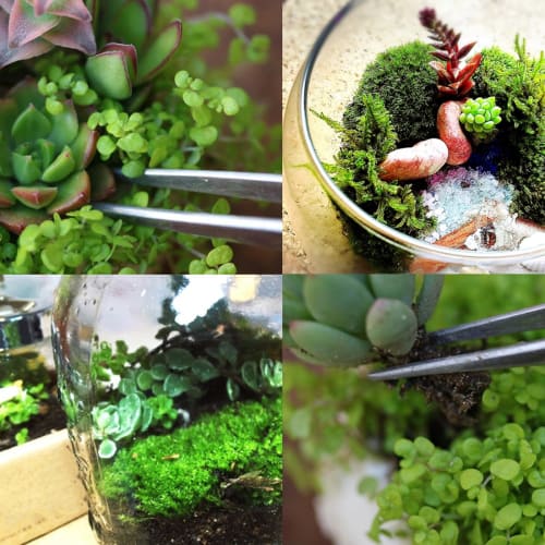 AVILMORE Precision Tweezers for Moss Cultivation, Moss Balls, Succulents, and Terrariums, 16cm, Set of 2 (Straight and Curved), Non-Slip, for Moss Cul