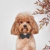 Cute Adjustable Cat Collars with Bell Removable Bowtie Puppy Collar Plaid Pattern Plaid Cat Collar for Kittens and Puppy