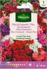Flox Drummond Seeds