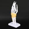 Hand Joint Skeleton Model Detachable Human Hand Teaching Model with Base
